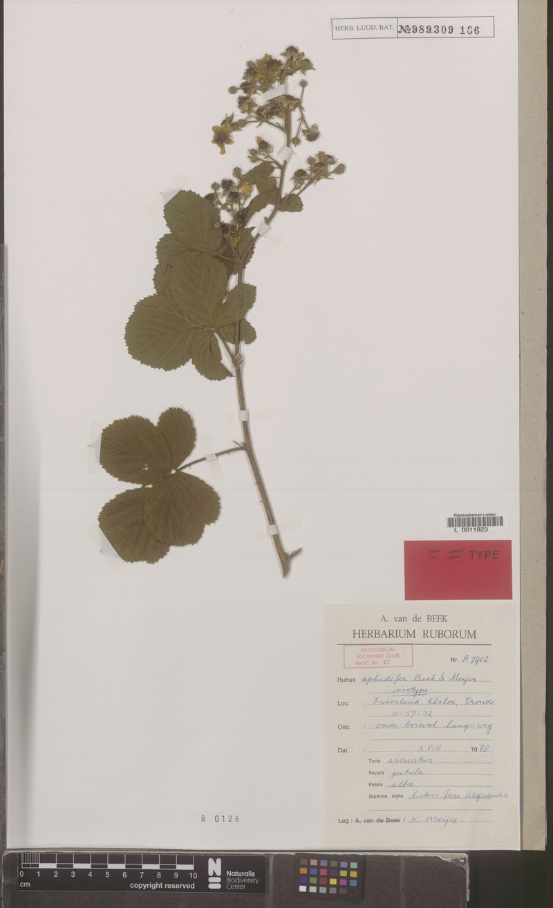 Rubus aphidifer photo 4