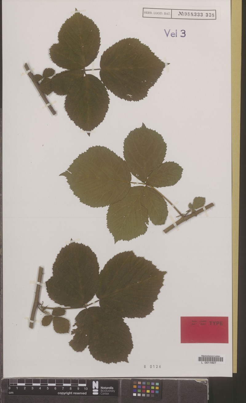 Rubus aphidifer photo 5