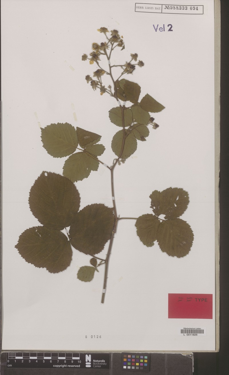 Rubus aphidifer photo 6