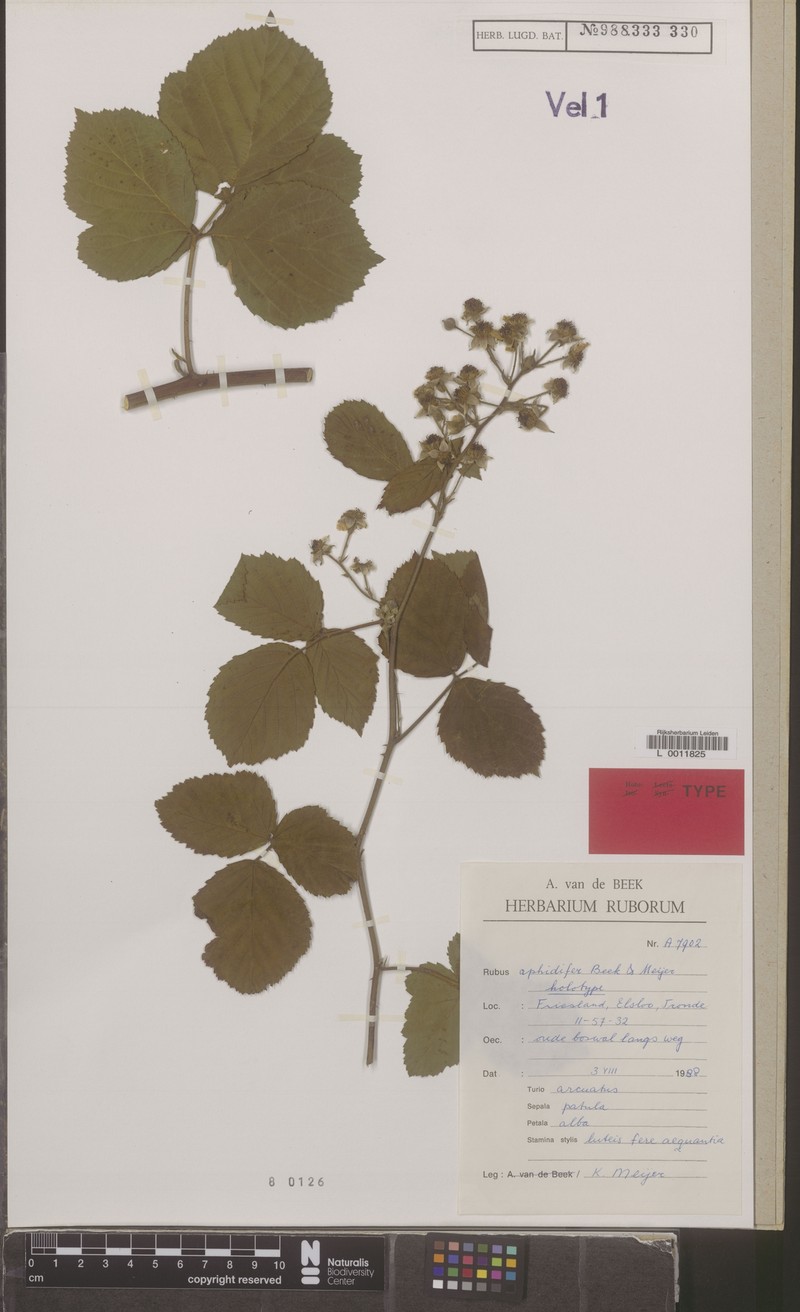 Rubus aphidifer photo 7