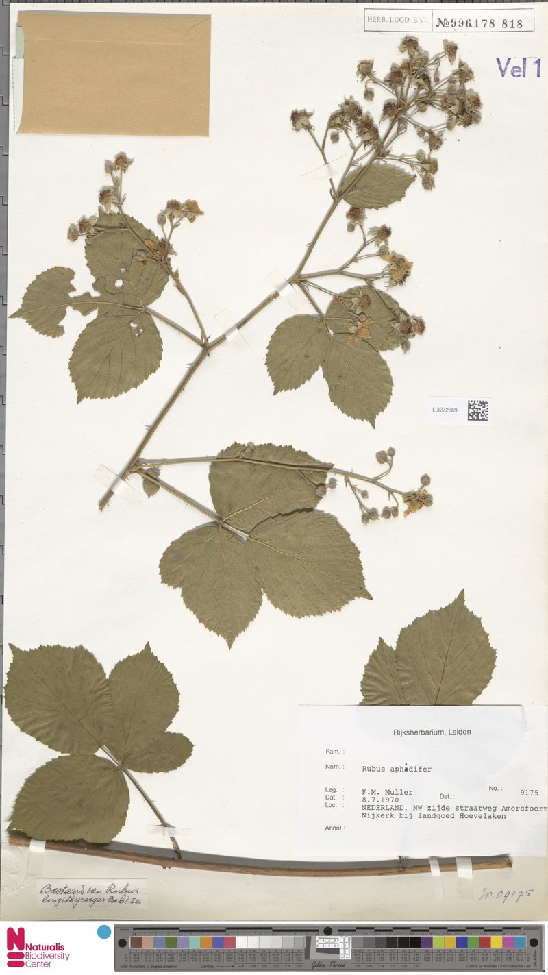 Rubus aphidifer photo 8