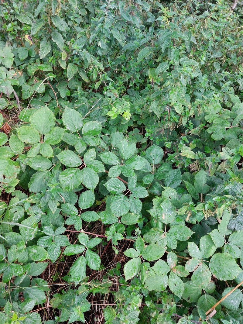 Rubus appropinquatus