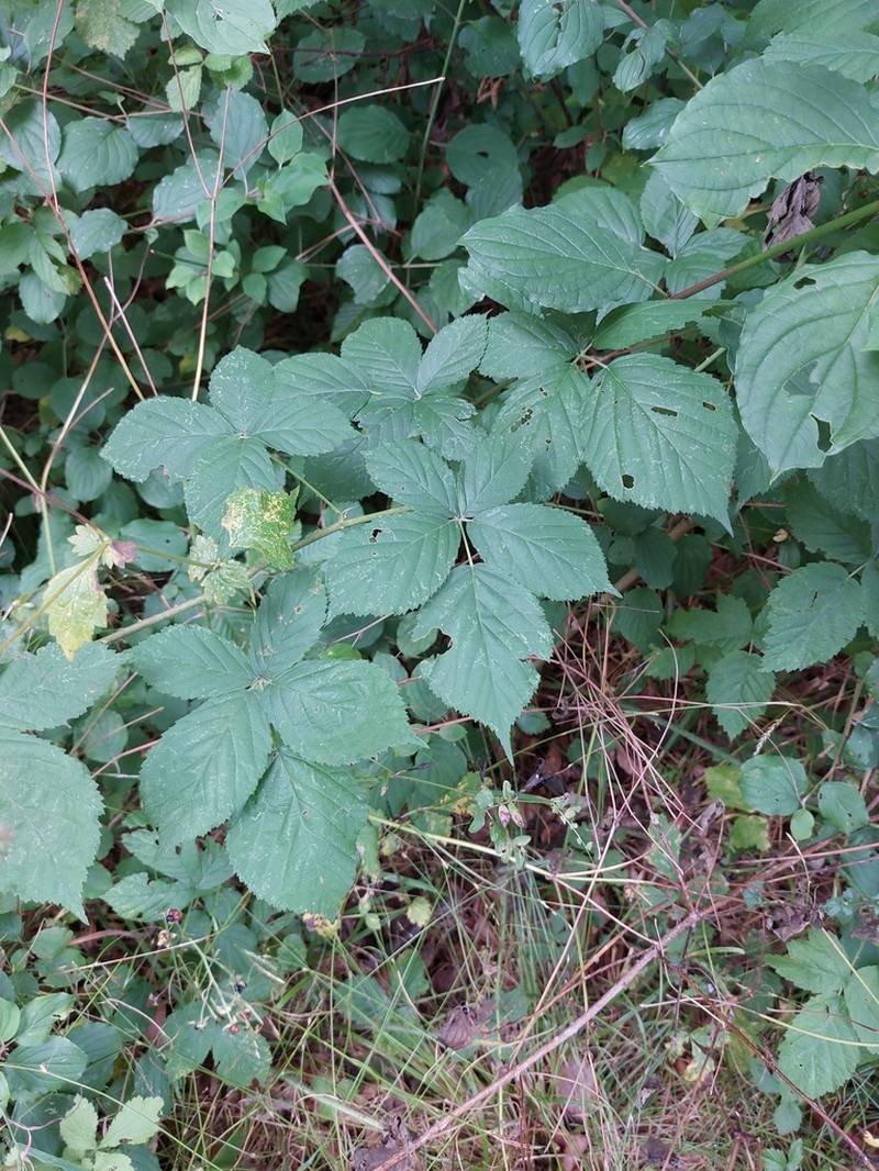 Rubus appropinquatus photo 2
