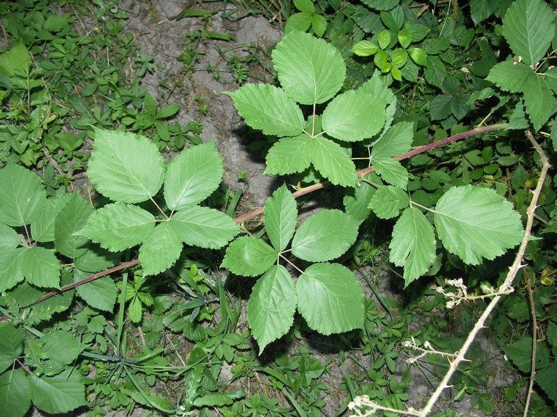 Rubus appropinquatus photo 3