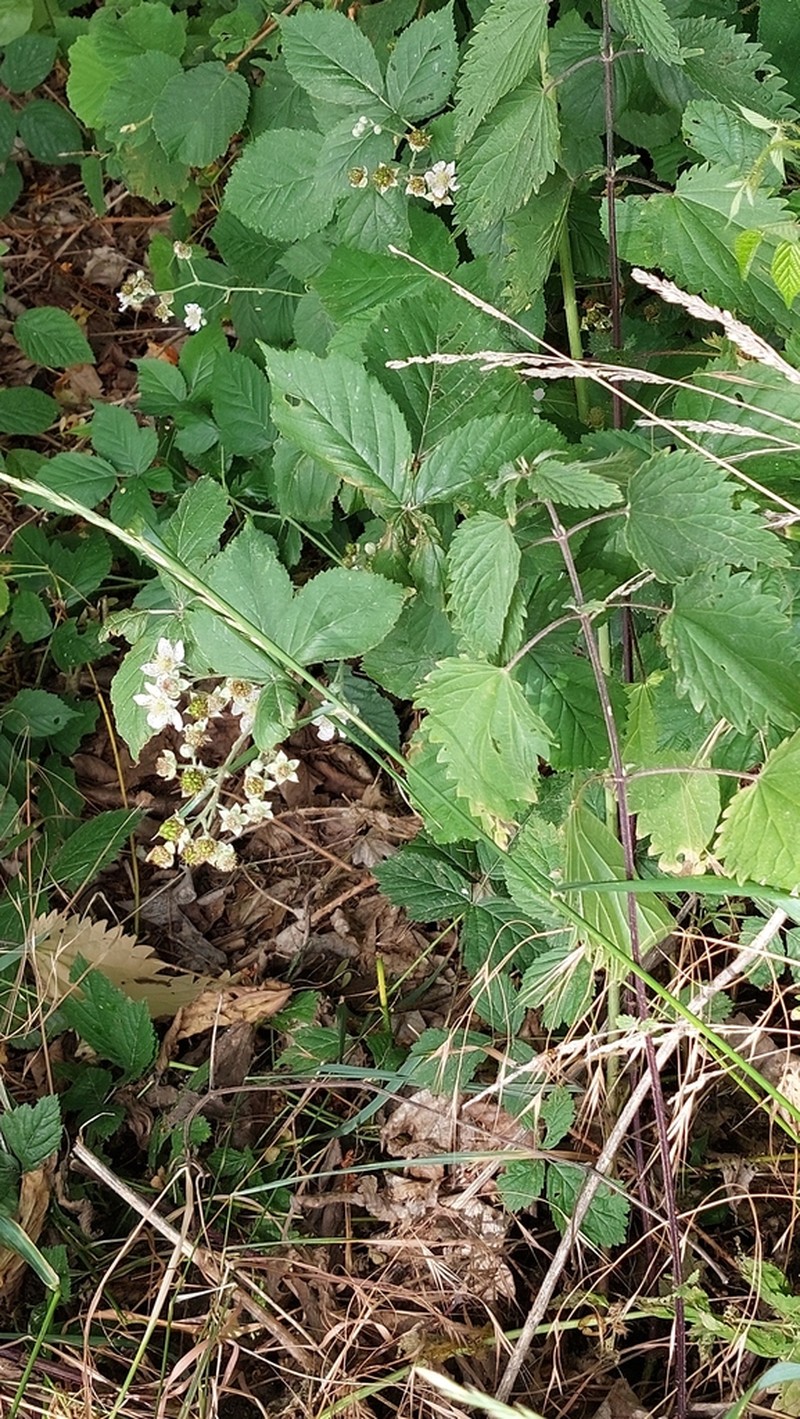 Rubus appropinquatus photo 4