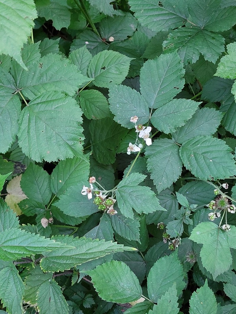 Rubus appropinquatus photo 5