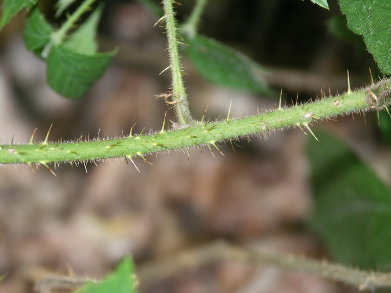Rubus apricus
