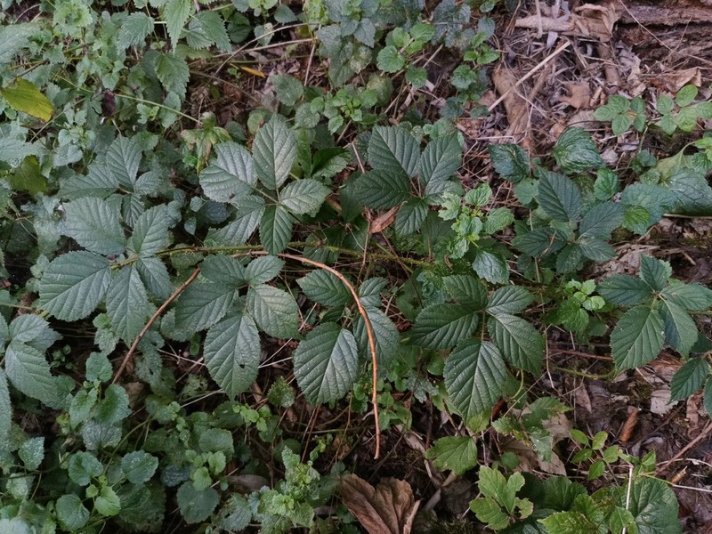 Rubus apricus photo 2