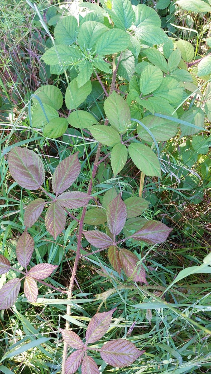 Rubus apricus photo 3
