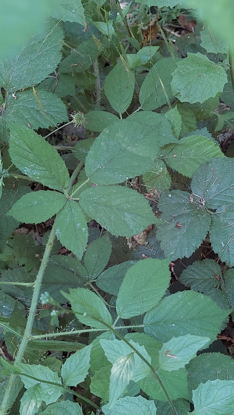 Rubus apricus photo 4
