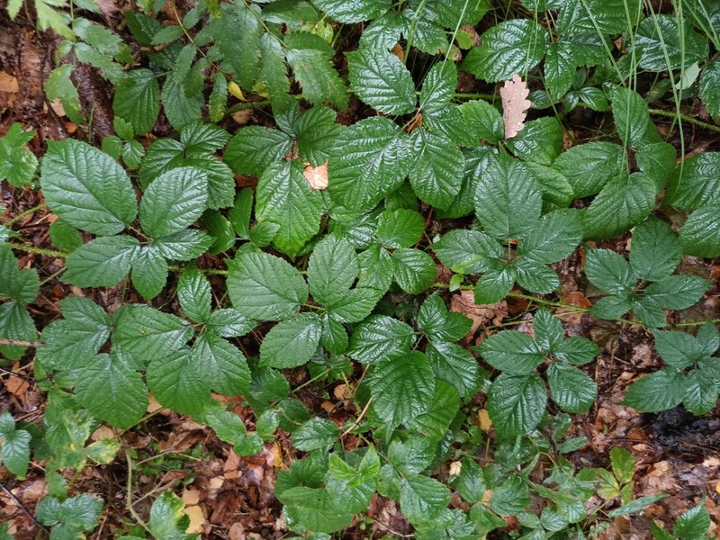 Rubus apricus photo 5