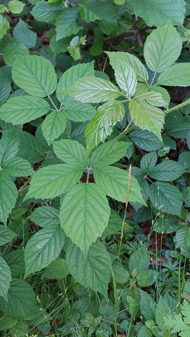 Rubus apricus photo 6