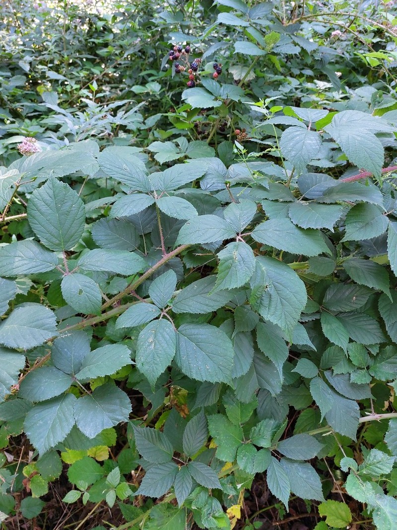Rubus apricus photo 7