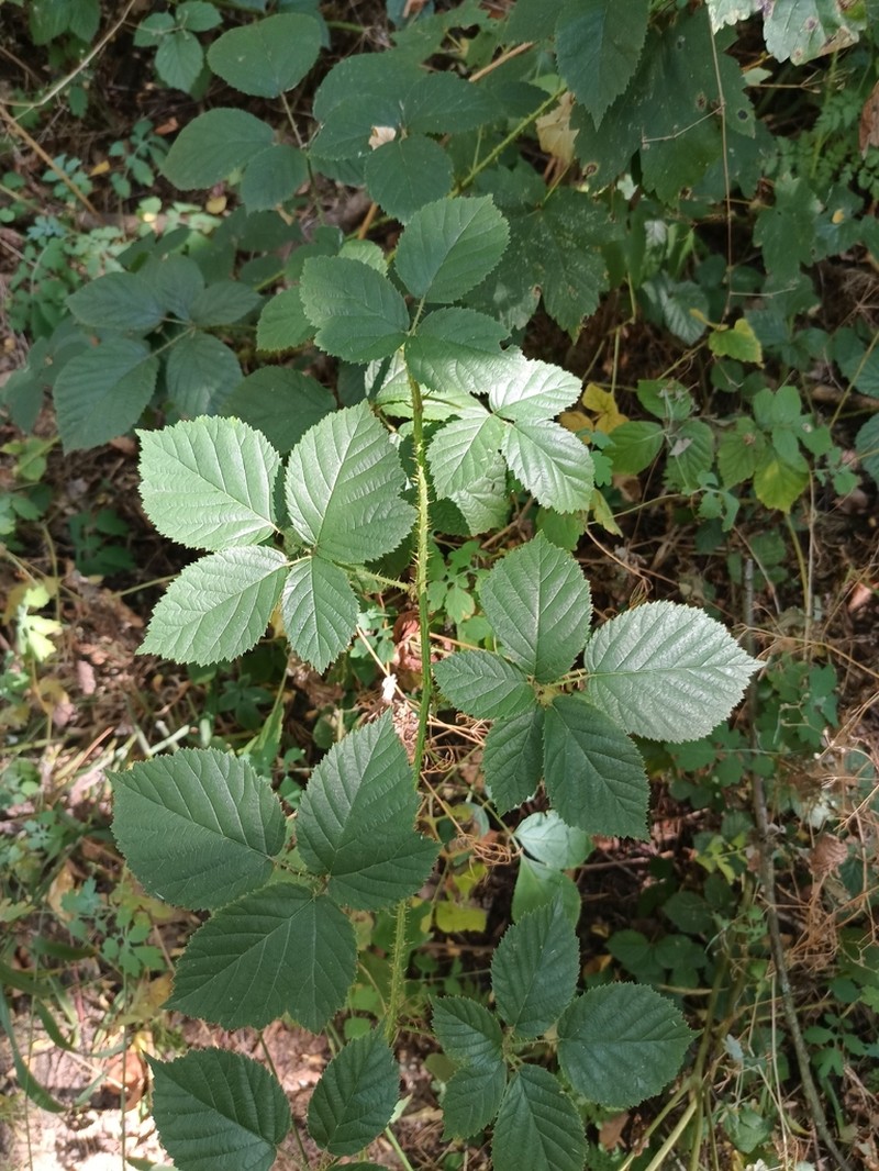 Rubus apricus photo 8