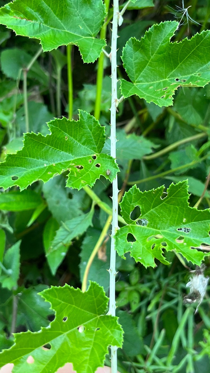 Rubus arachnoideus