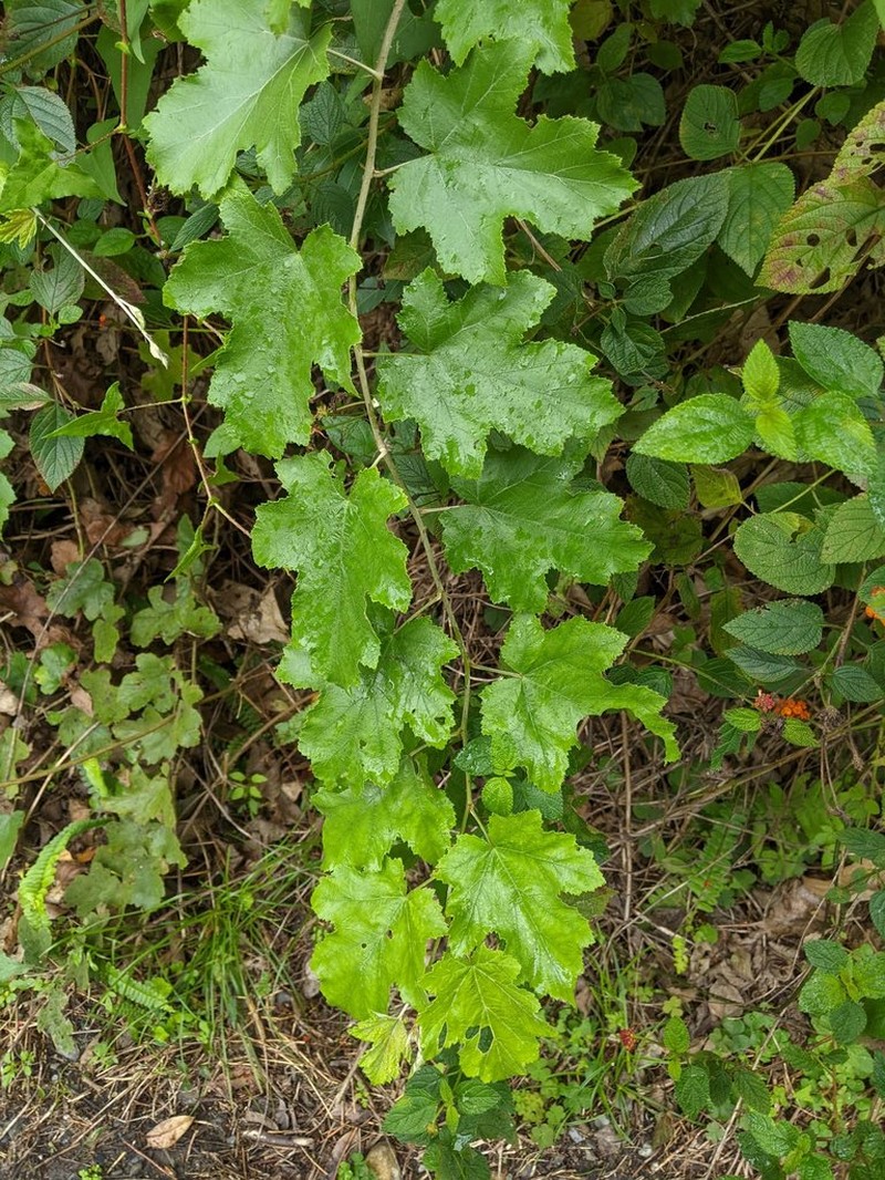 Rubus arachnoideus photo 2