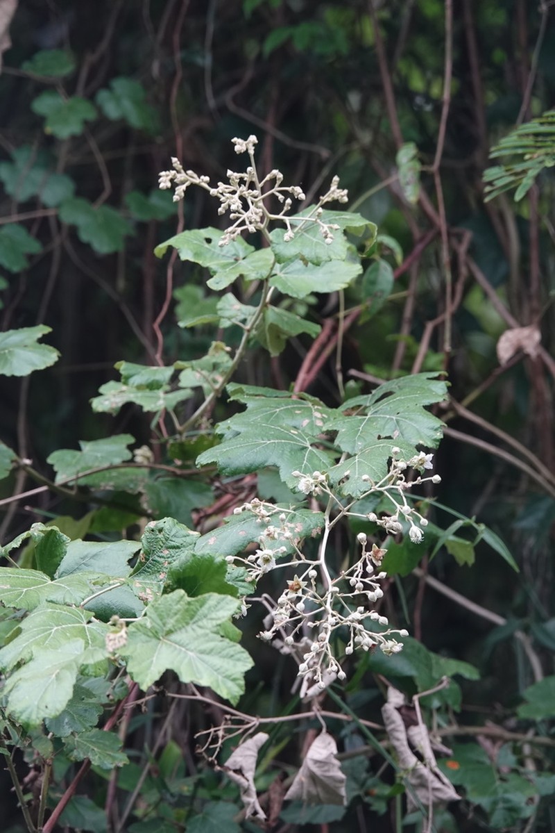 Rubus arachnoideus photo 3