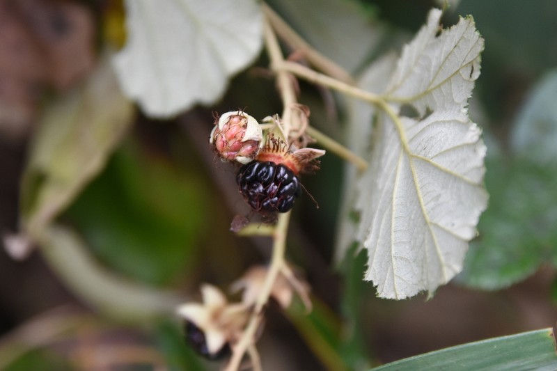 Rubus arachnoideus photo 4