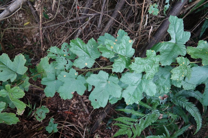 Rubus arachnoideus photo 5