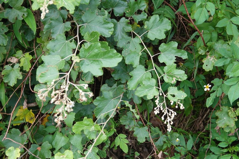 Rubus arachnoideus photo 6