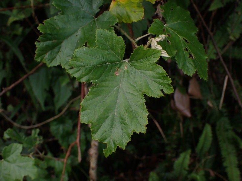 Rubus arachnoideus photo 7