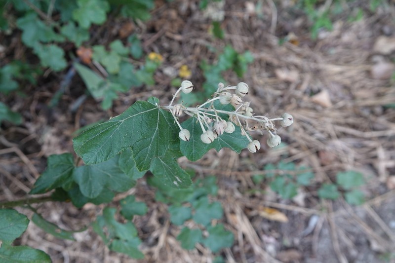 Rubus arachnoideus photo 8