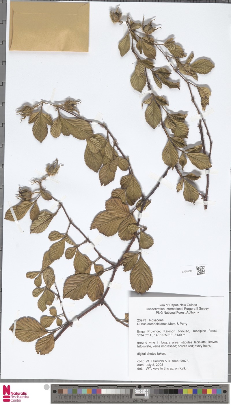 Rubus archboldianus
