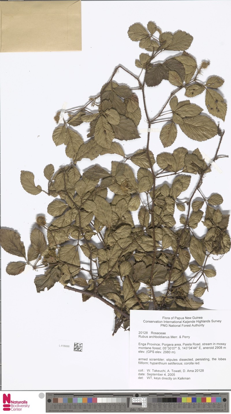 Rubus archboldianus photo 2