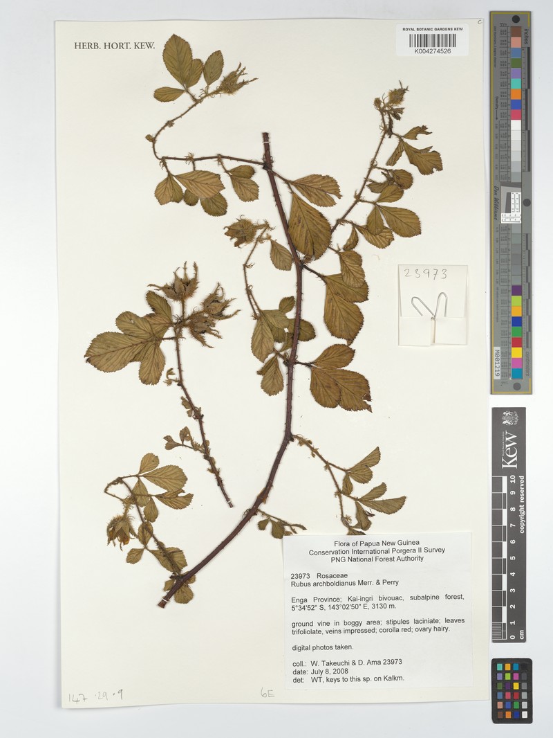 Rubus archboldianus photo 3