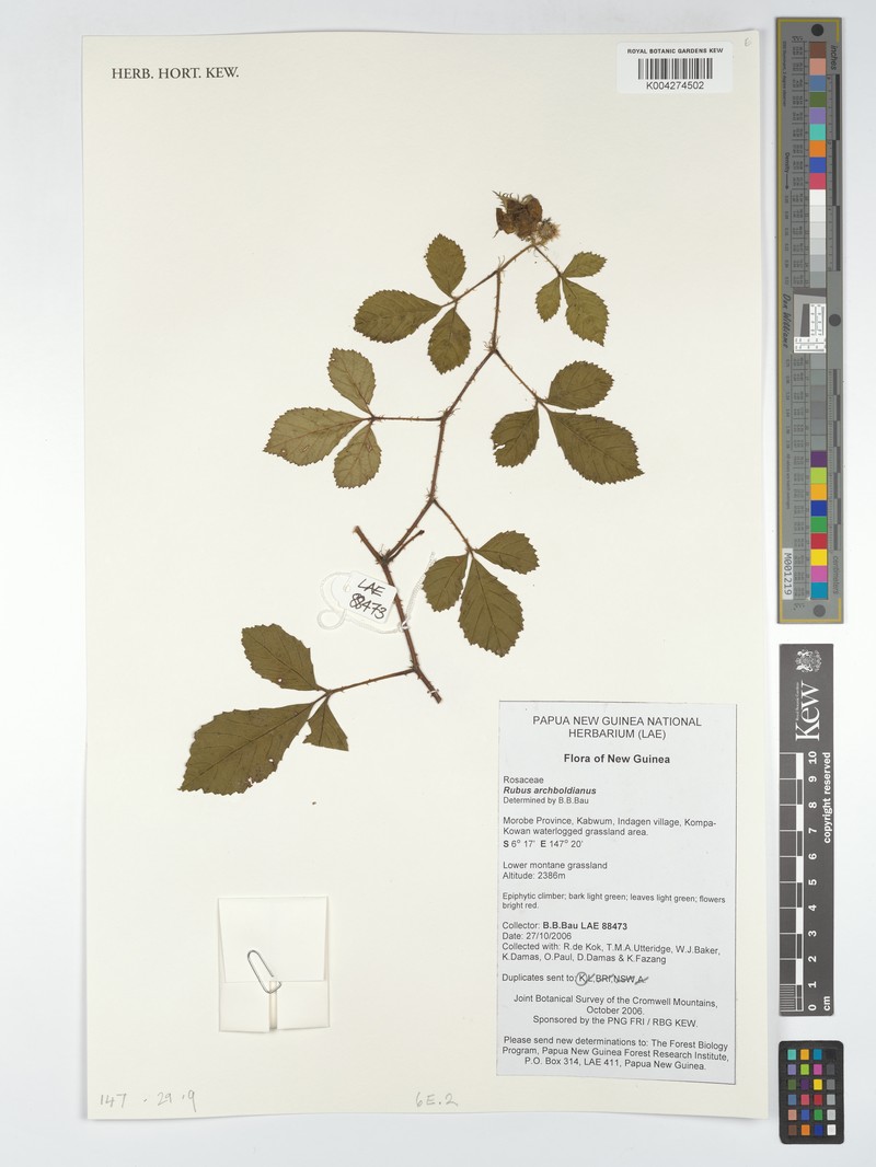 Rubus archboldianus photo 4