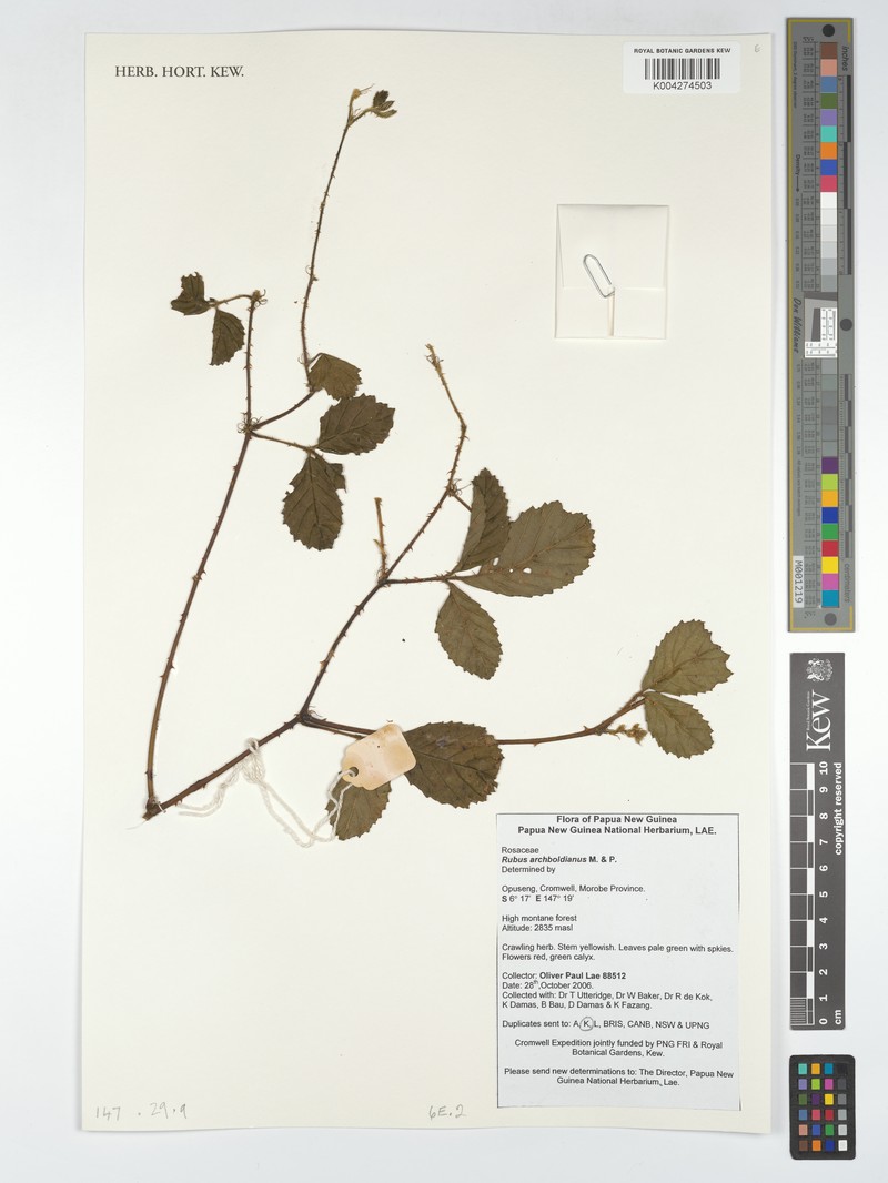Rubus archboldianus photo 5