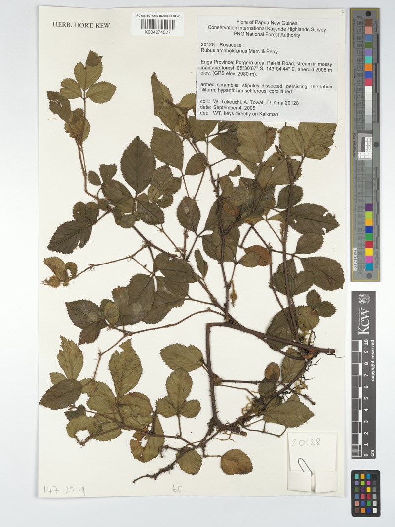 Rubus archboldianus photo 6