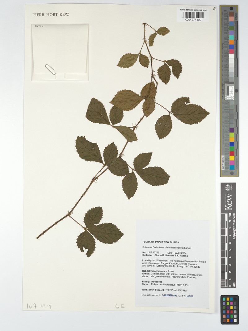 Rubus archboldianus photo 7