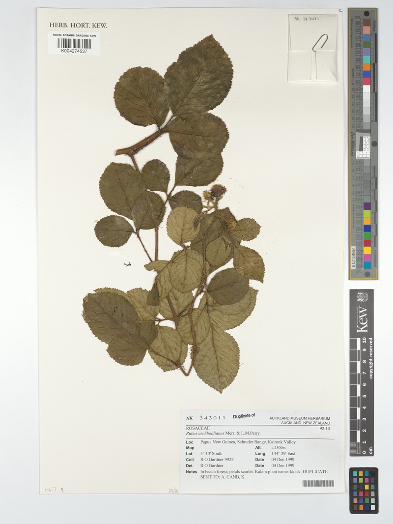 Rubus archboldianus photo 8