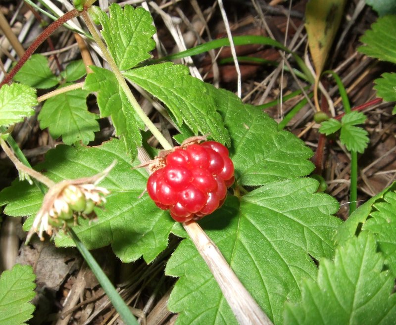 Arctic Raspberry photo 4