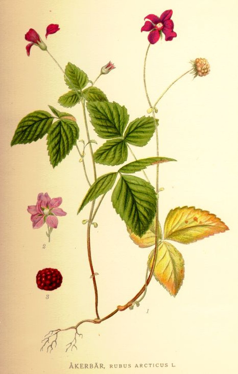 Arctic Raspberry