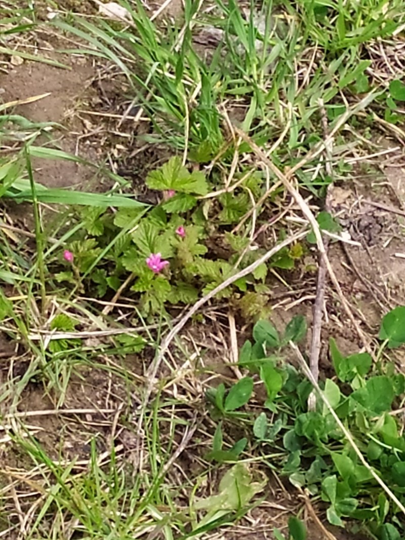 Arctic Raspberry photo 3