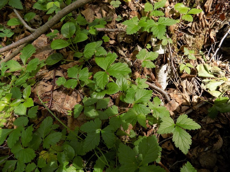 Arctic Raspberry photo 4