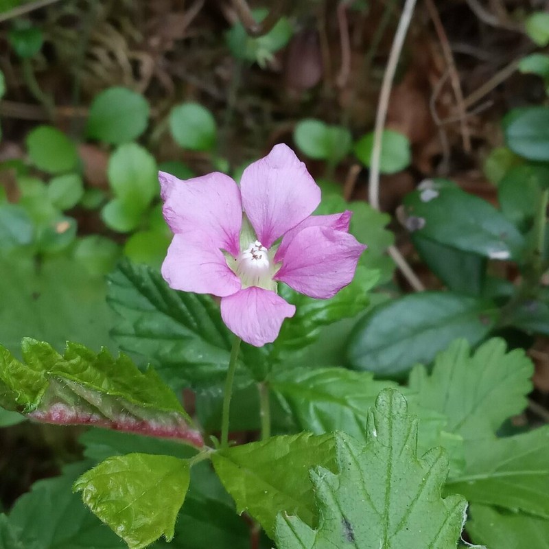 Arctic Raspberry photo 5