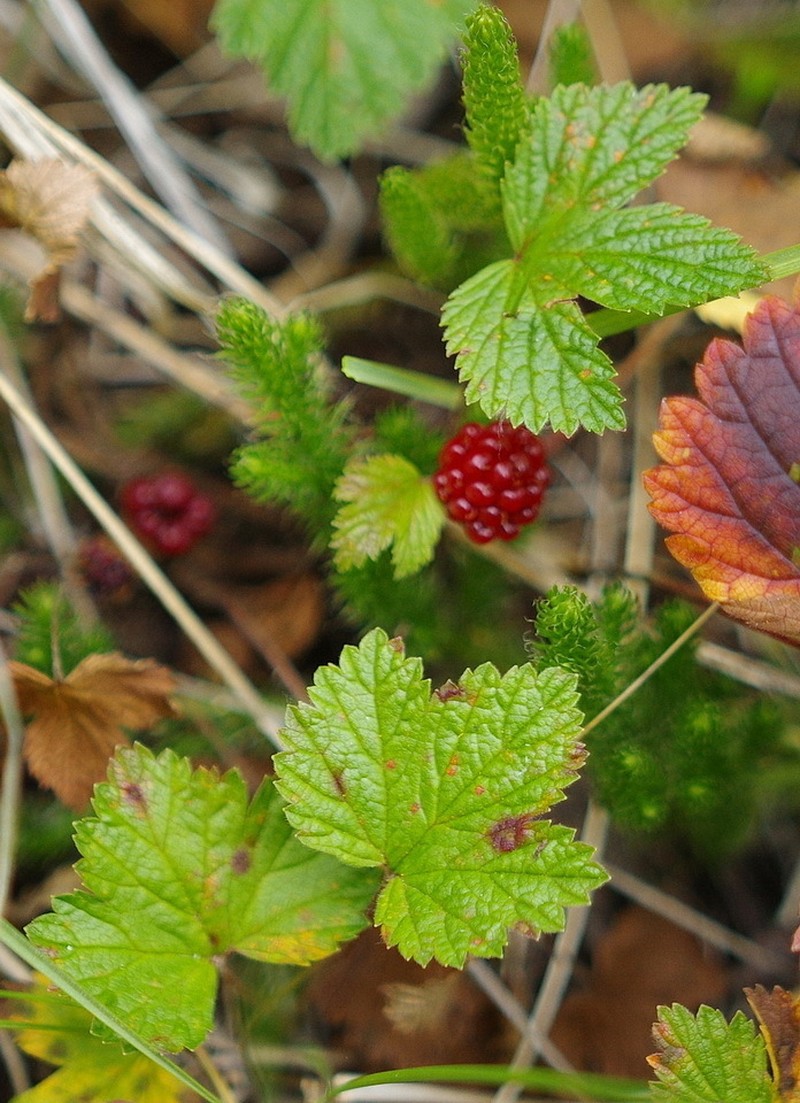 Arctic Raspberry photo 6