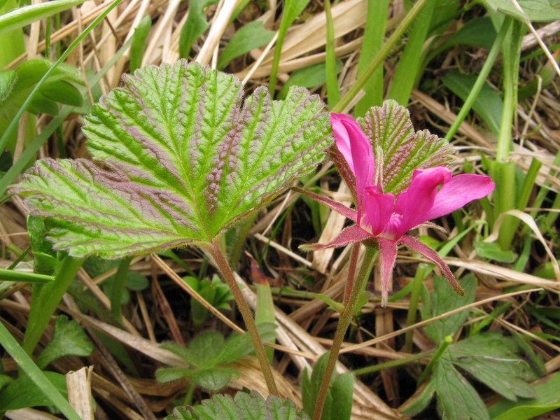 Arctic Raspberry photo 7