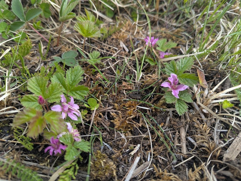 Rubus arcticus subsp. acaulis