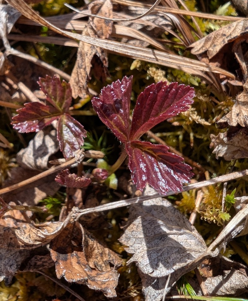 Rubus arcticus subsp. acaulis photo 2