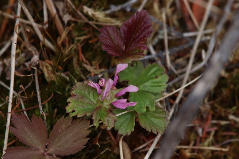 Rubus arcticus subsp. acaulis photo 3