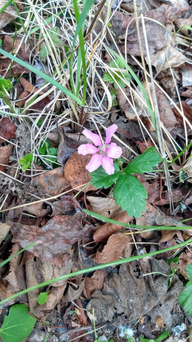 Rubus arcticus subsp. acaulis photo 4