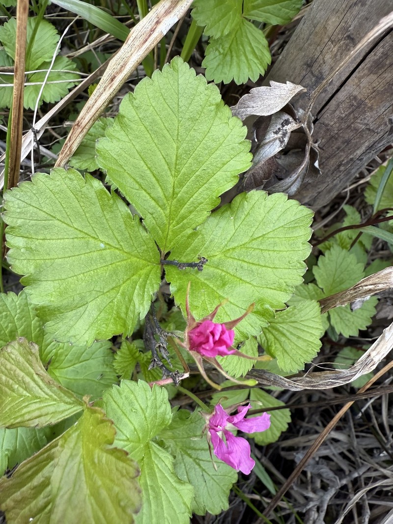 Rubus arcticus subsp. acaulis photo 5