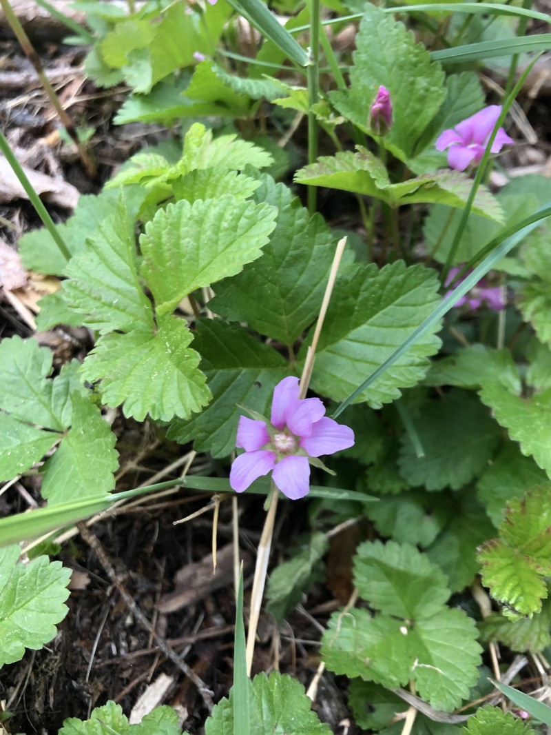 Rubus arcticus subsp. acaulis photo 6