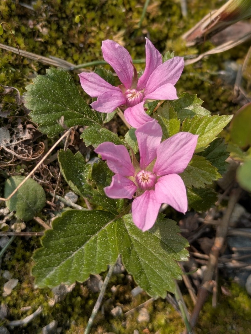Rubus arcticus subsp. acaulis photo 7