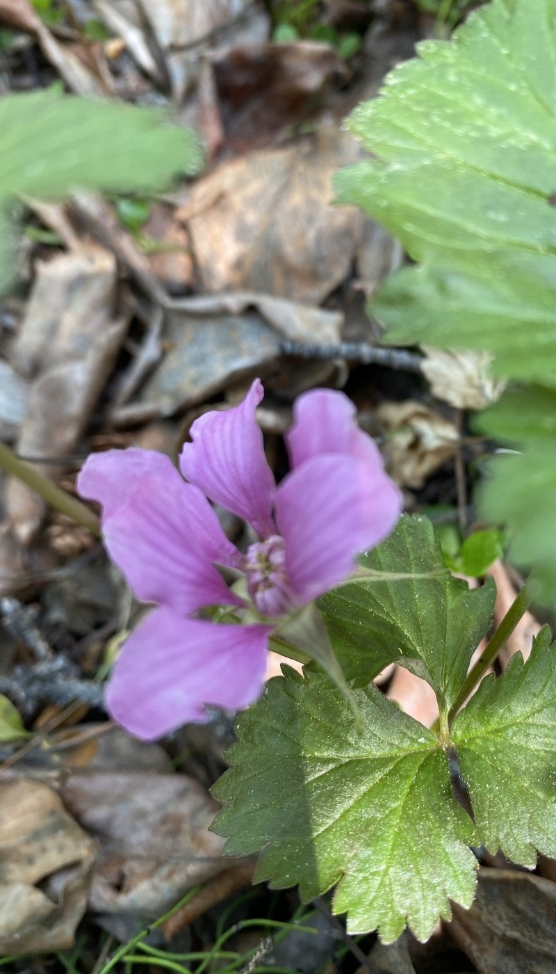 Rubus arcticus subsp. acaulis photo 8