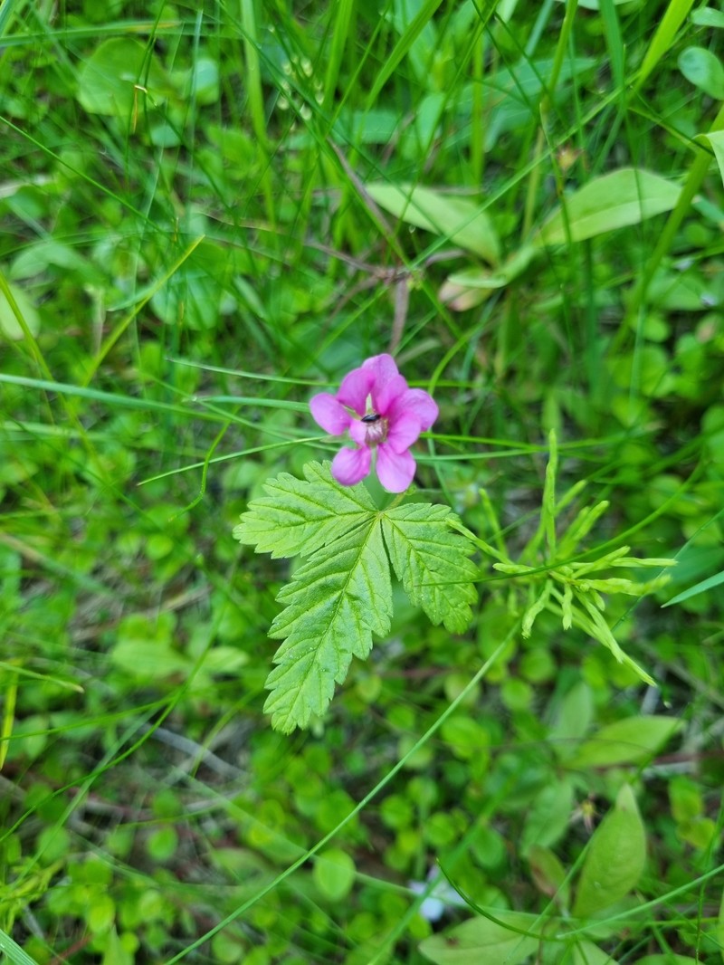 Rubus arcticus subsp. arcticus